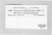 Tranzschelia discolor image